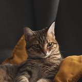 bellejbelle
